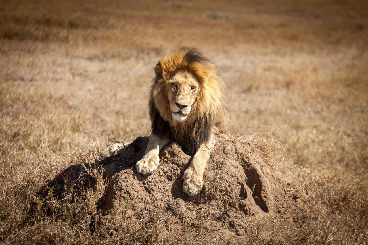 Mawe Tented Camp Serengeti Kültér fotó